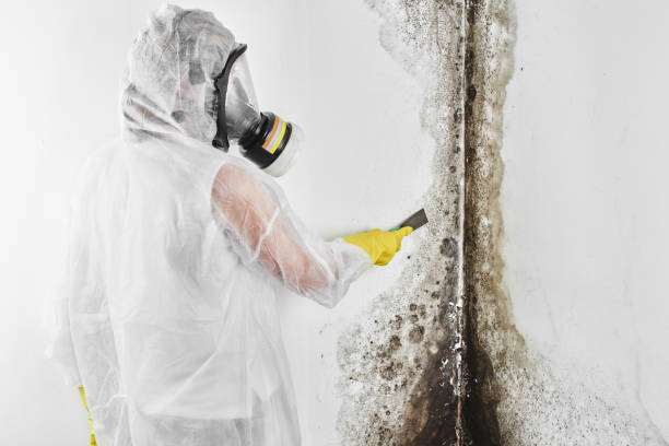 Best Certified Mold Removal  in Kearns, UT