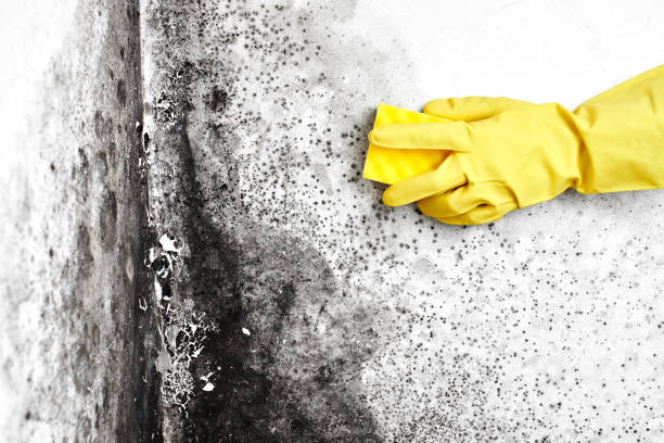 Best Professional Mold Removal  in Kearns, UT