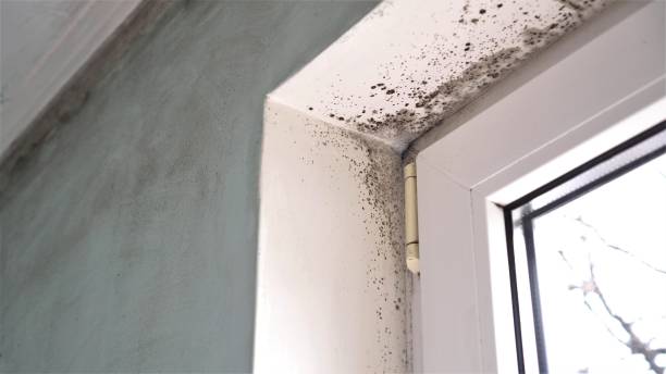 Best Mold Damage Repair  in Kearns, UT