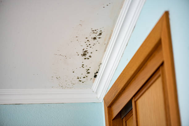 Best Local Mold Removal Service  in Kearns, UT