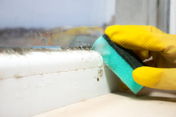 Best Mold Remediation  in Kearns, UT