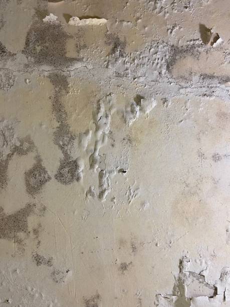 Best Toxic Mold Removal  in Kearns, UT