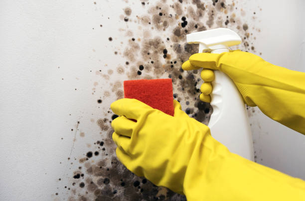 Best Mold Testing  in Kearns, UT