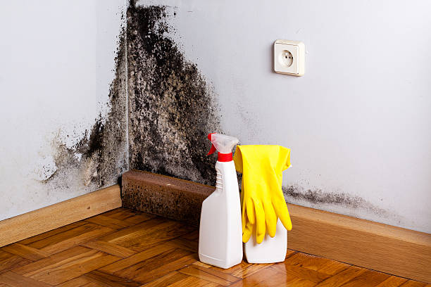 Best Residential Mold Removal  in Kearns, UT