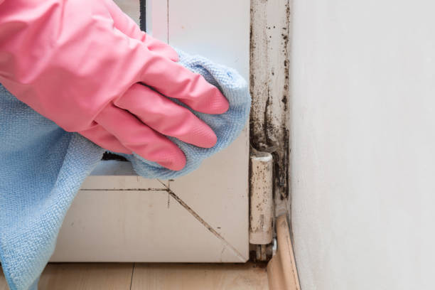 Best Mold Cleaning Services  in Kearns, UT