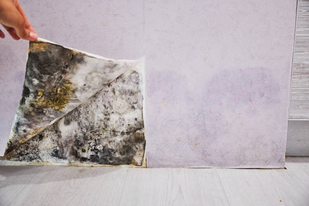Best Mold Inspection  in Kearns, UT
